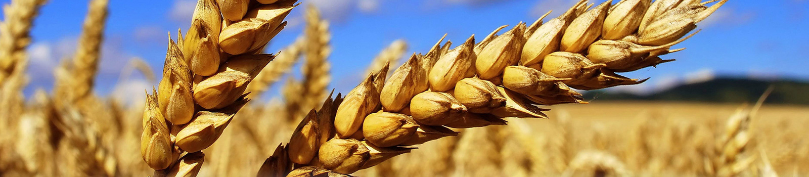 Financement Agricole