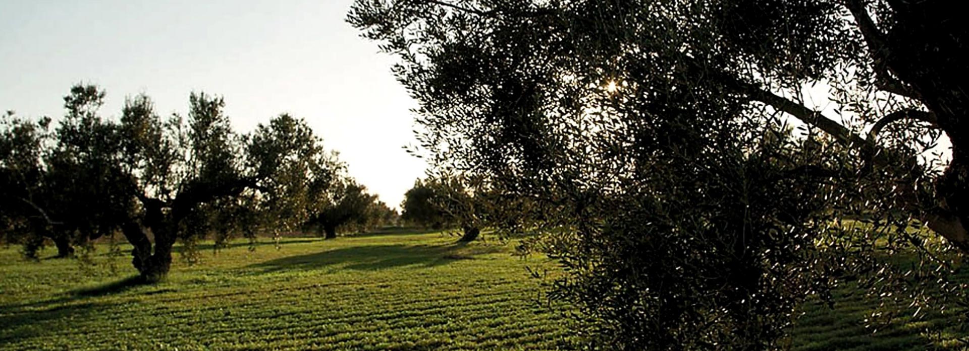 Oliveraie Group CHO